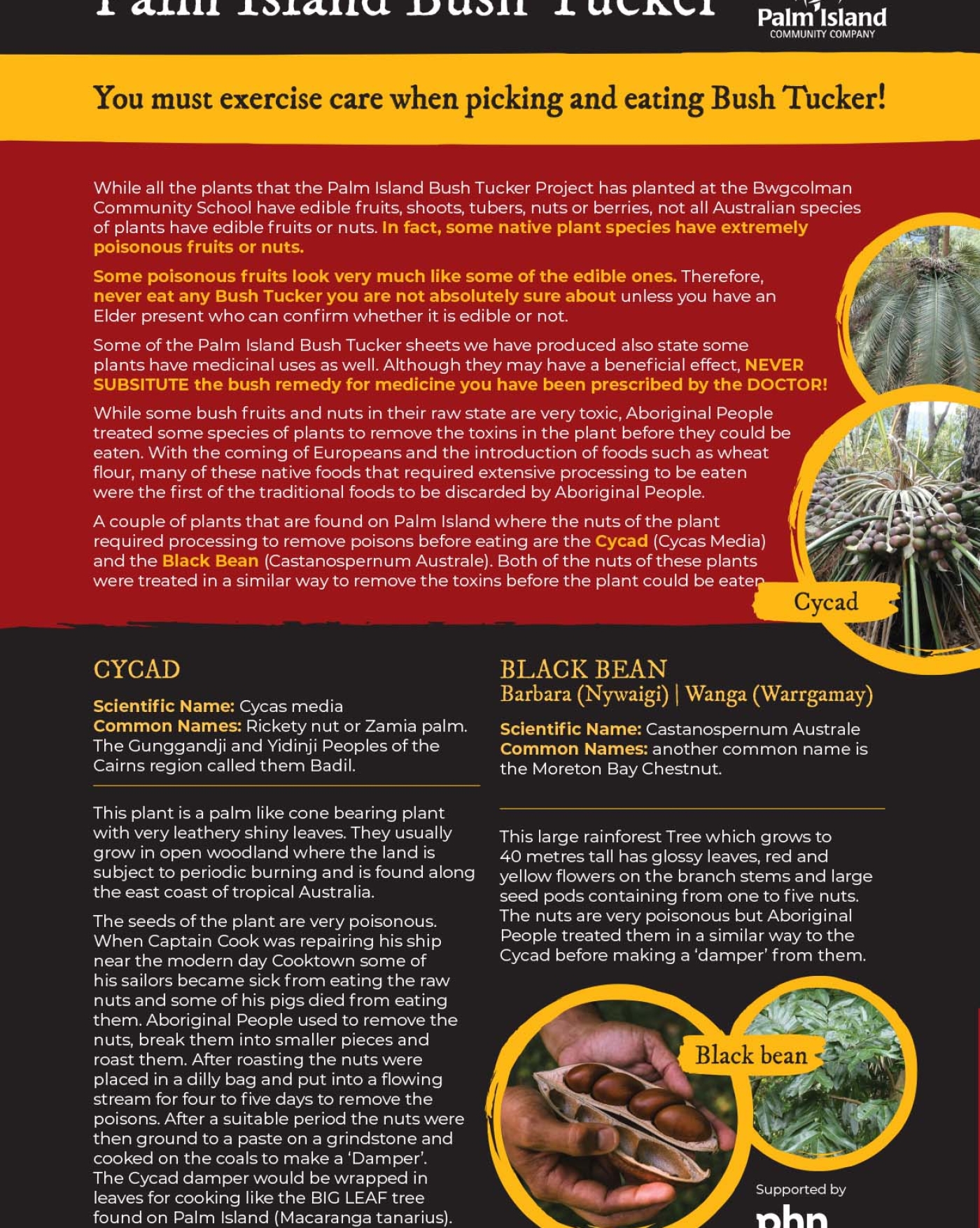 black-bean-cycad