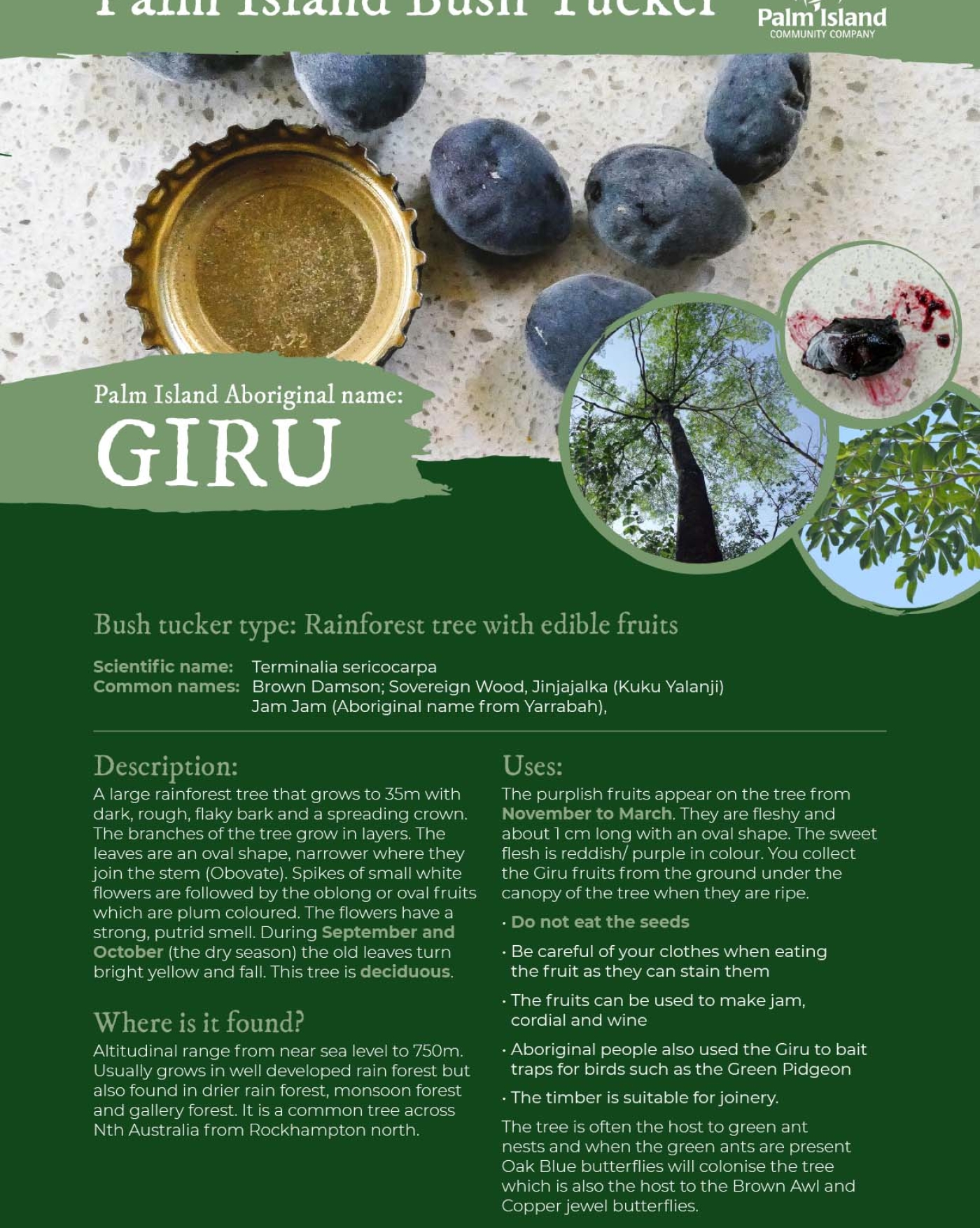 palm-island-bush-tucker-fact-sheet-giru