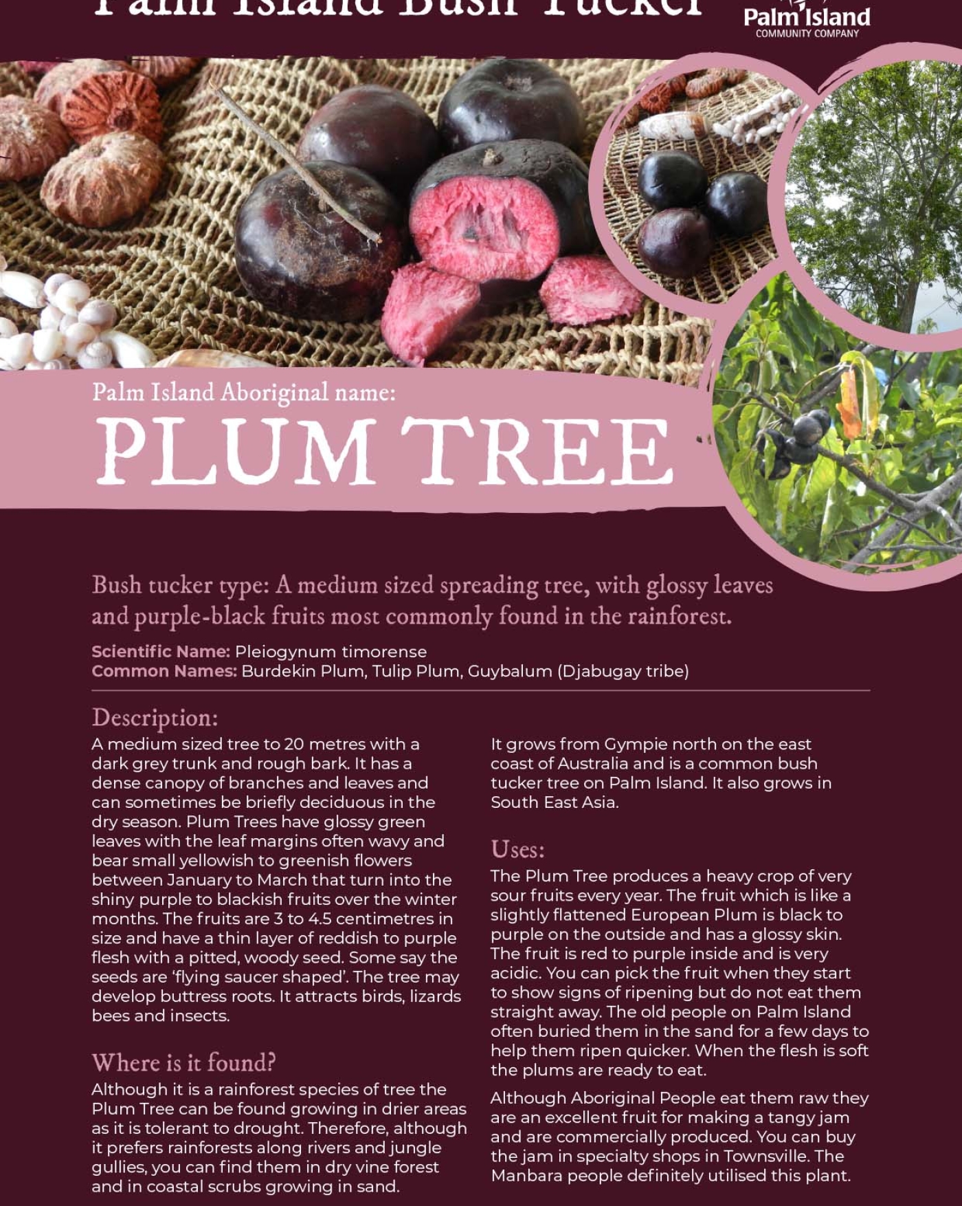 plum-tree