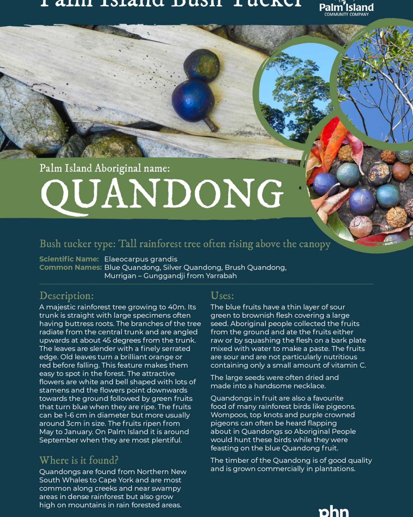 quandong