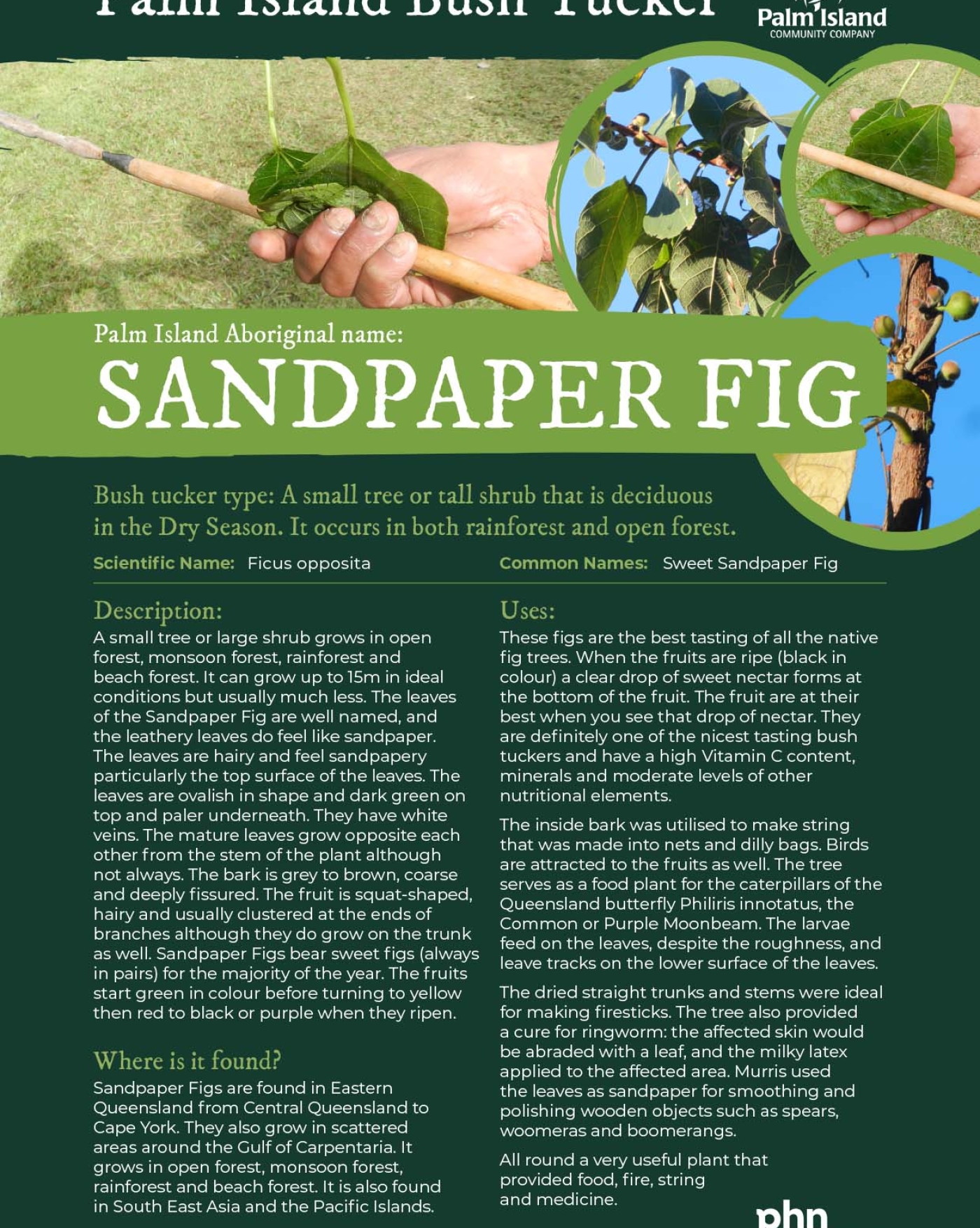 sandpaper-fig